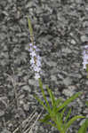 Narrowleaf vervain